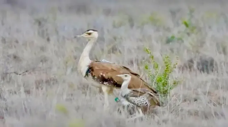 Gujarat's Great Indian Bustard chick crosses 40-day survival mark in Kutch