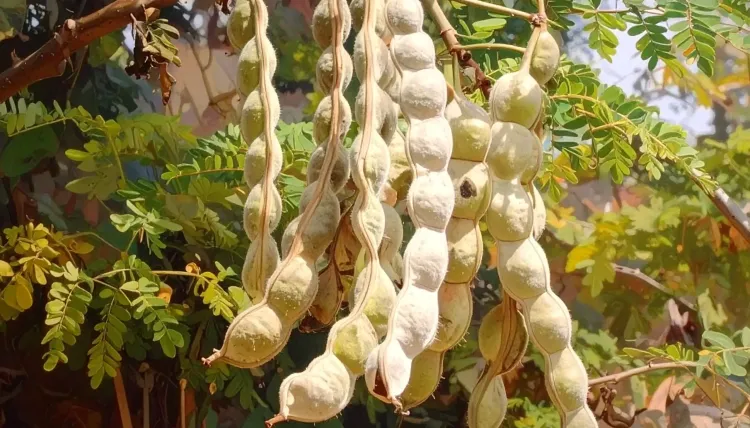 क्या बबूल की फली हड्डियों और पाचन संबंधी समस्याओं का समाधान है?