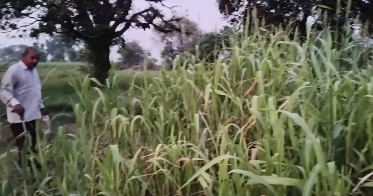जींद के किसानों के लिए मृदा स्वास्थ्य कार्ड योजना बनी संजीवनी, कम खाद में बढ़ रही फसल उत्पादकता