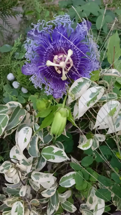 क्या कृष्ण कमल हाई ब्लड प्रेशर और डायबिटीज के लिए रामबाण है?