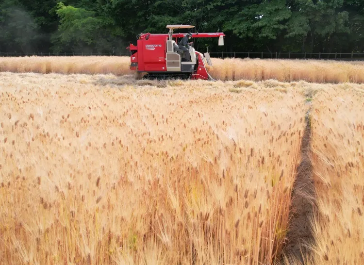 How is Himachal govt supporting naturally grown barley?