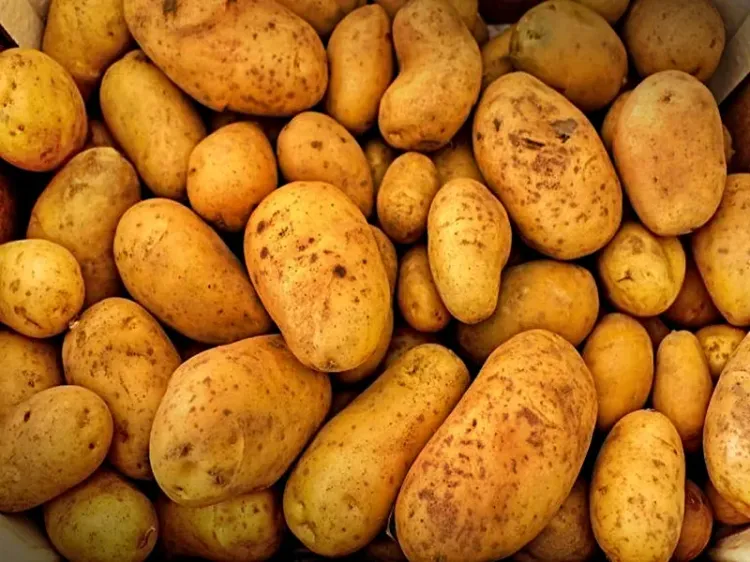 Himachal Pradesh to Launch Potato Processing Facility Near Punjab: CM Sukhu