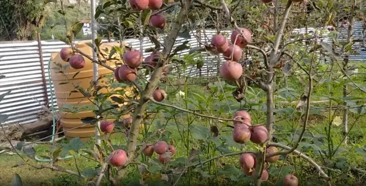 CAN fertiliser shortage hits Himachal apple growers; Thakur writes to Centre