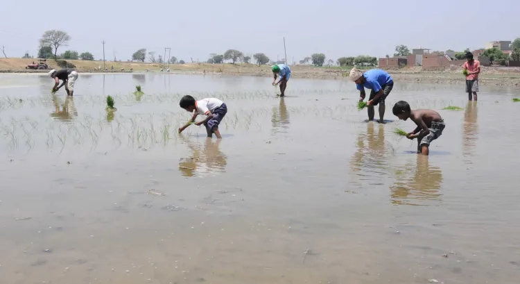 भारत में खरीफ सीजन के लिए बीजों का पर्याप्त भंडार: केंद्र सरकार की पुष्टि