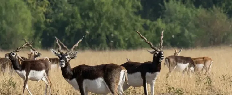 काले हिरण की वापसी: छत्तीसगढ़ के मैदानों में लौटी जैव विविधता, PM मोदी ने 'मन की बात' में सराहा संरक्षण मॉडल