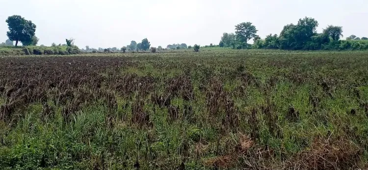 कोयंबटूर: कास्ट आयरन यूनिट के प्रदूषण से फसलें और भूजल बर्बाद, किसानों ने जांच की माँग की