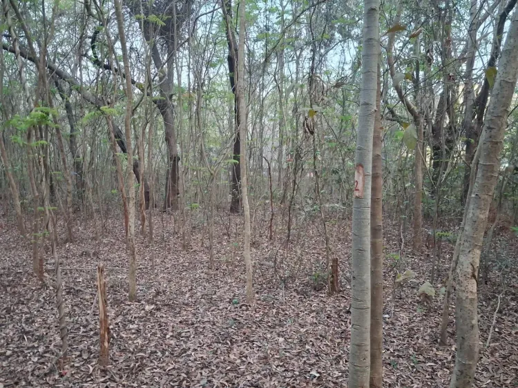 केंद्रीय मंत्रालय ने एनआईटी राउरकेला में 2,000 पेड़ों की कटाई पर ओडिशा सरकार से मांगी रिपोर्ट