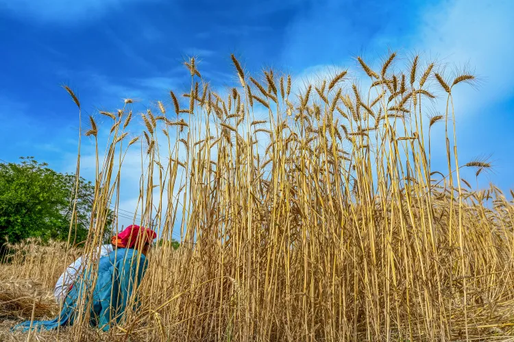 मध्य पूर्व में संघर्ष के बढ़ने पर वैश्विक खाद्य कीमतों में तेजी की संभावना: एफएओ