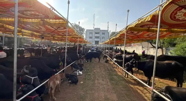 गुजरात: 3 साल में 29,500 आदिवासी महिलाओं को ₹162 करोड़ की डेयरी सहायता, 2026-27 में ₹65 करोड़ और