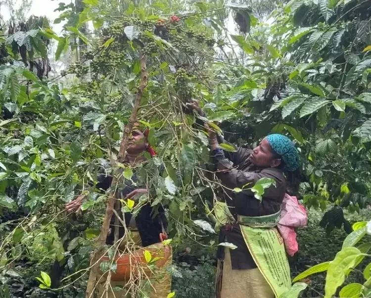 क्या प्रधानमंत्री मोदी की प्रशंसा से कर्नाटक के कॉफी उत्पादक उत्साहित हैं?