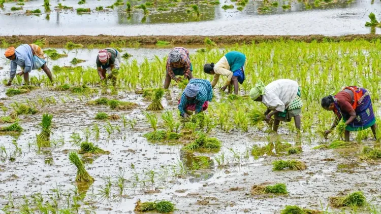 मदुरै में कुरुवई धान की खेती संकट में, वैगई-मुल्लापेरियार बांधों में पानी की कमी से 45,000 एकड़ प्रभावित