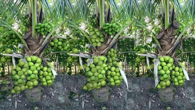 नारियल खेती संकट: मजदूरों की कमी से कोयंबटूर-तिरुप्पुर में उत्पादन लागत 50% बढ़ी