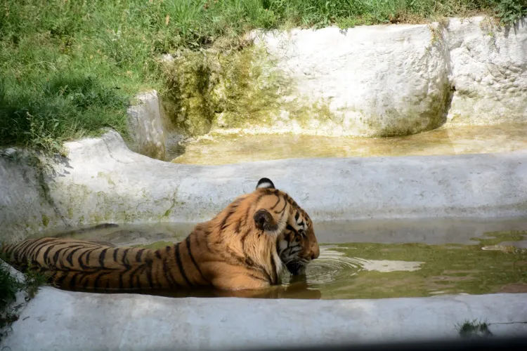 क्या पाकिस्तान में ‘एक्ज़ॉटिक पेट’ संस्कृति फिर से उजागर हुई?