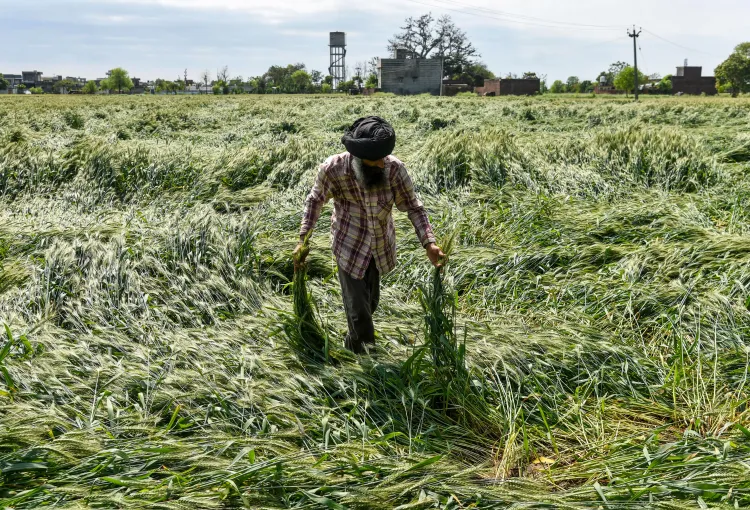 राजस्थान के मुख्यमंत्री ने जिला कलेक्टरों को बारिश से फसलों के नुकसान का त्वरित आकलन करने का निर्देश दिया