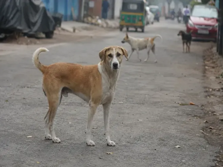 महाराष्ट्र में 14.8 लाख आवारा कुत्तों पर लगाम: नसबंदी-टीकाकरण अभियान तेज, 5 शहरों में ABC विभाग