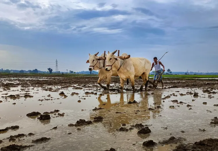 खरीफ बुआई 2026: 19 जून तक रकबा 119.90 लाख हेक्टेयर, धान-दलहन-मिलेट्स सभी में बढ़त