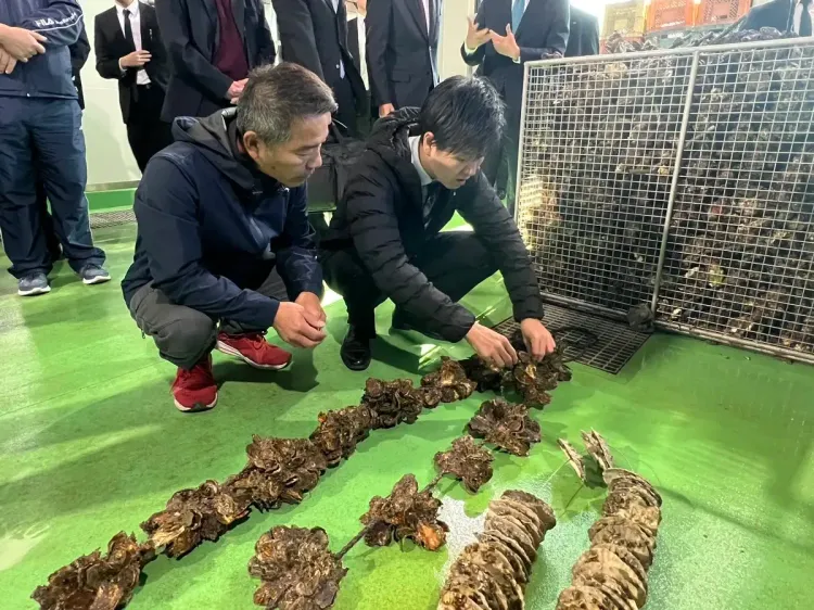 क्या हिरोशिमा के ऑयस्टर किसान संकट में हैं? गर्म समुद्र बना है मुसीबत