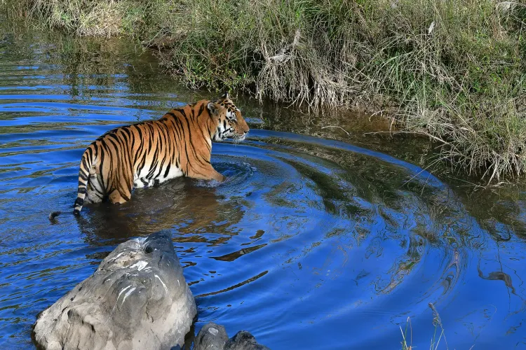 Tourism and human activity hurting tiger breeding in India's 5 major reserves: CSIR-CCMB study