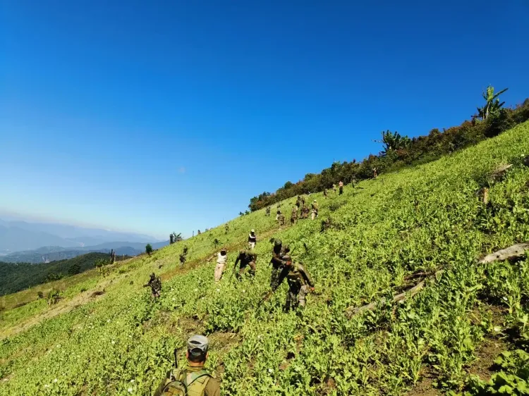 How Did Security Forces Dismantle Illegal Poppy Farms in Manipur?