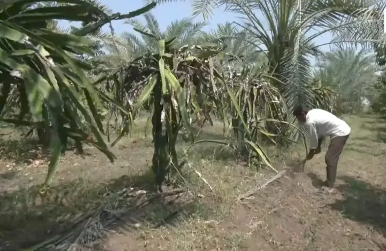 Bhavnagar farmer grows avocados at ₹800–₹1,500/kg, draws curious cultivators
