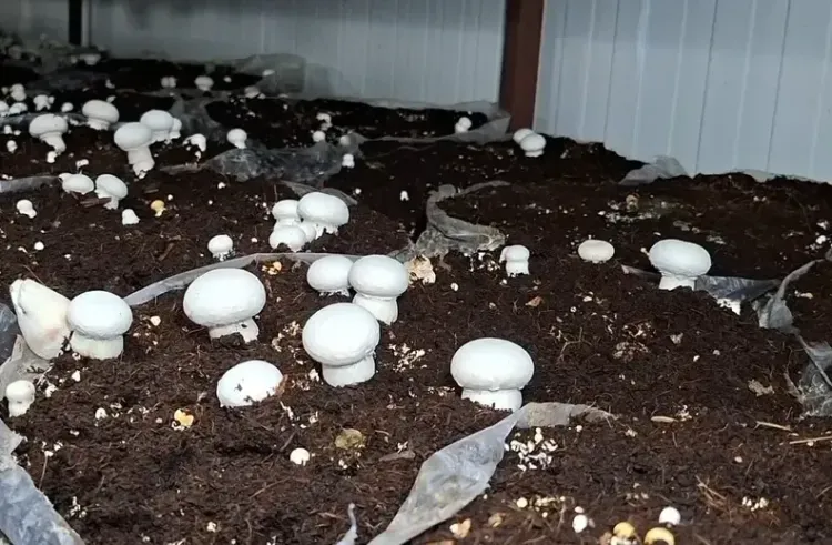 How Are Farmers in J&K’s Udhampur Benefiting from Mushroom Cultivation?