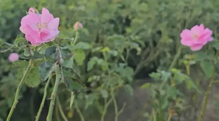 Is Rose Cultivation Transforming Farmers' Income in UP's Kannauj?