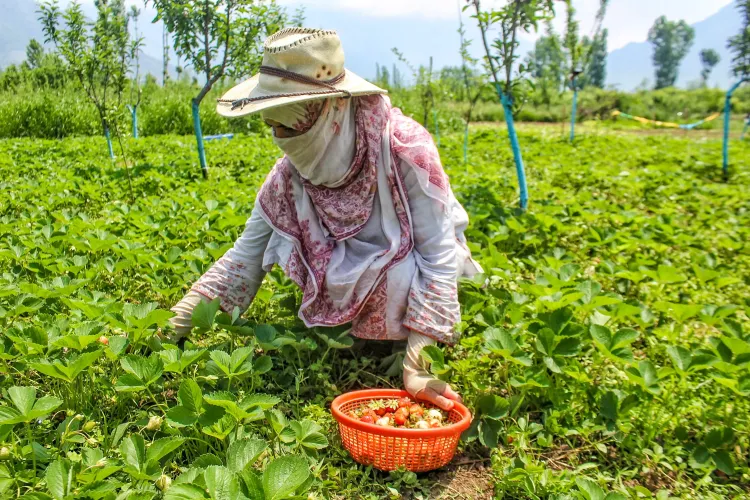 India's NMSA covers 109 lakh hectares, 25.79 crore Soil Health Cards issued since 2015