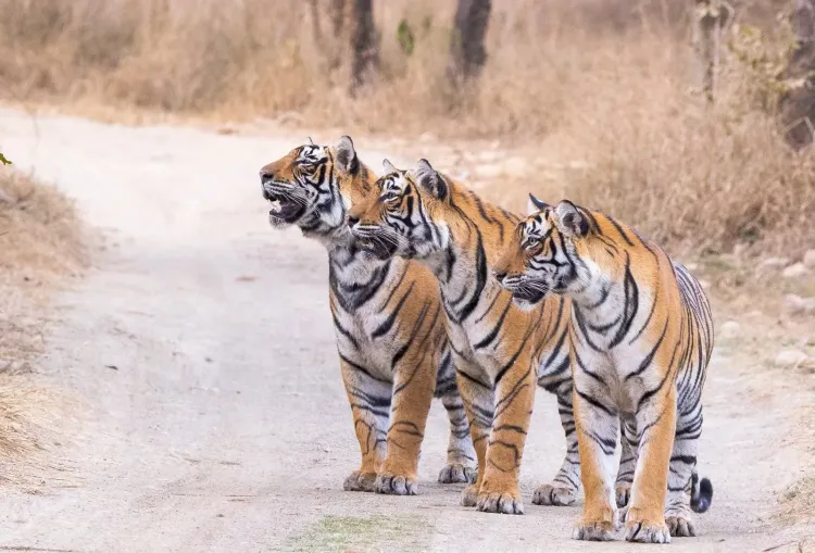 India home to 70% of world's tigers, says PM Modi on Global Tiger Day