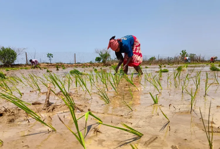 India's fertiliser self-reliance shields farmers from West Asia price shock