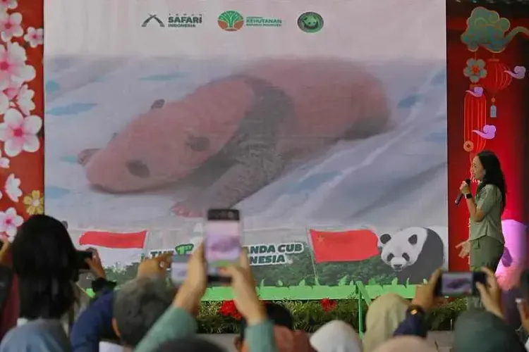 क्या इंडोनेशिया में पहले पांडा शावक का जन्म हुआ?