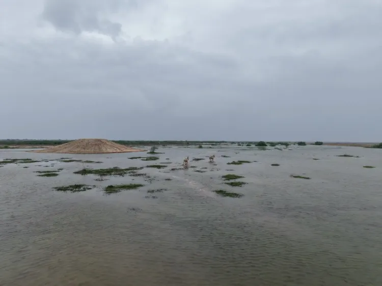Is the Gujarat Government's Initiative in Kutch's Little Rann the Future of Water Conservation?