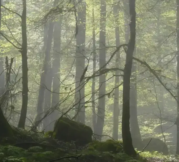 क्या ईरान का यूनेस्को की सूची में शामिल जंगल जलने से बचेगा?