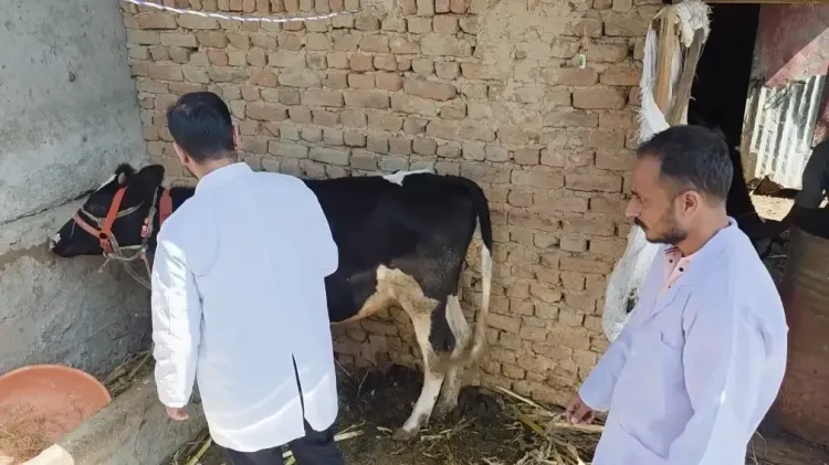 डोडा में लंपी स्किन डिजीज के 300 से अधिक मामले, पशुपालन विभाग का घर-घर टीकाकरण अभियान जारी