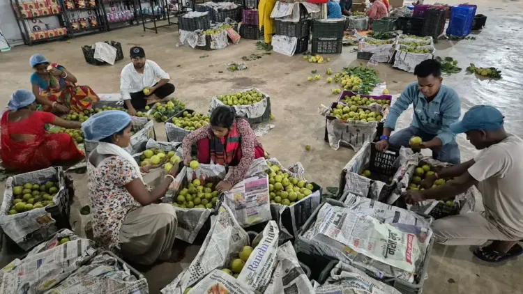 नेतरहाट की नाशपाती अब रिलायंस समेत बड़े बाज़ारों में, झारखंड की महिला किसानों को मिल रहा उचित दाम