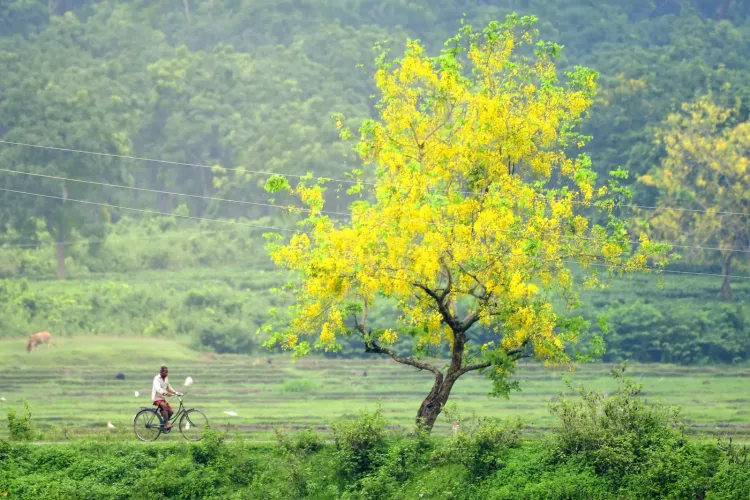 पेड़-पौधों से भरे इलाकों में रहने वाले बुजुर्गों में डिप्रेशन का खतरा कम: ऑस्ट्रेलियाई शोध