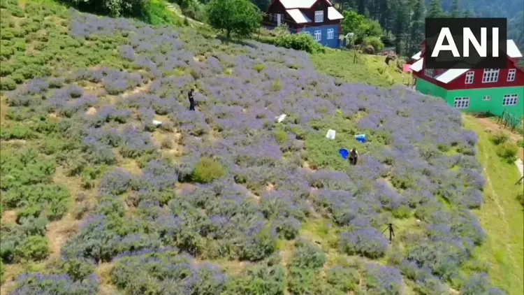 Jitendra Singh Highlights Lavender Boom for Rural Women in Doda