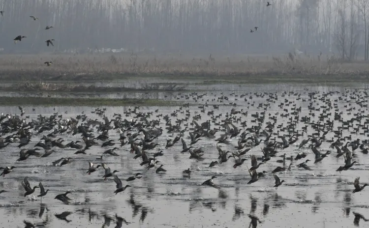 J&K: Asian Waterbird Census Scheduled for 25 Wetlands in Kashmir