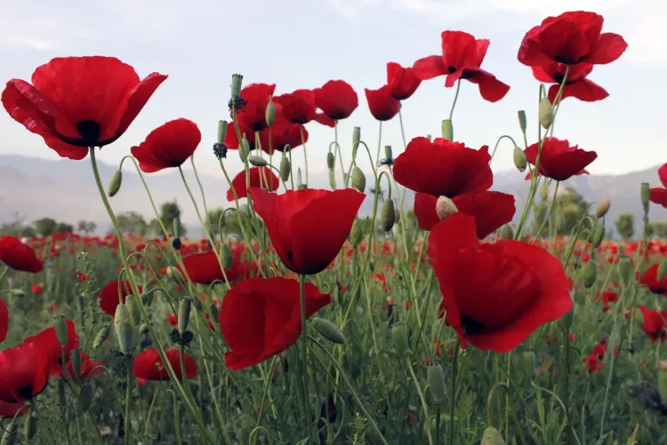J&K Police destroys illegal poppy crop in Baramulla under Nasha Mukt Abhiyaan
