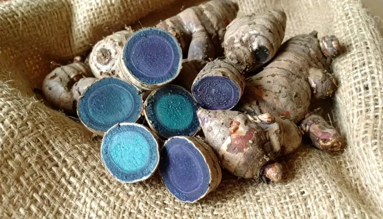 क्या काली हल्दी के जड़ों में औषधीय गुणों का खजाना छिपा है?