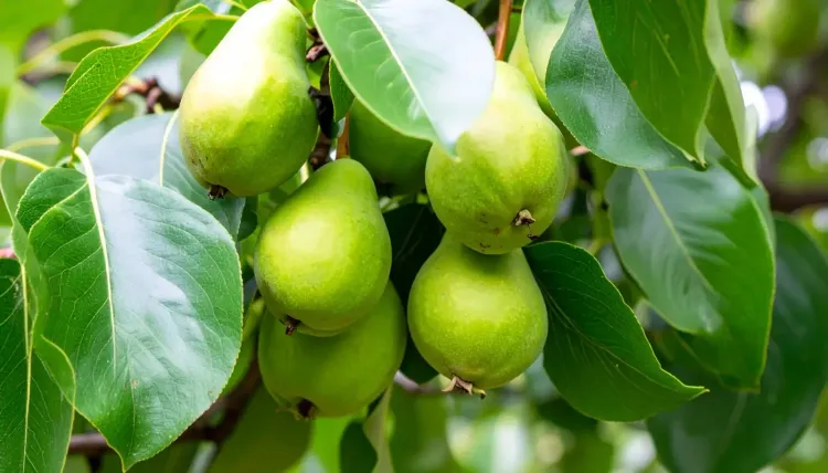 क्या हरीतकी हर रोग की दवा है?