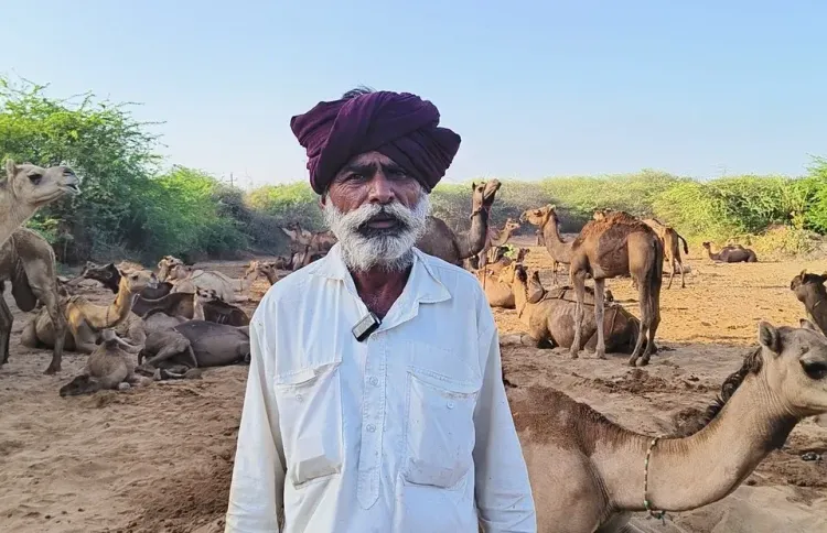 कच्छ में ऊंटनी के दूध से नई श्वेत क्रांति: सरहद डेयरी दे रही ₹51 प्रति लीटर, पशुपालकों को ₹9.60 करोड़ का भुगतान