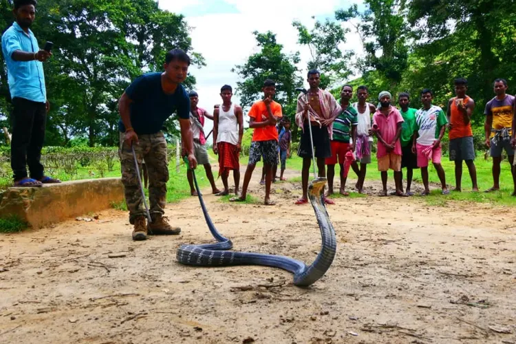 Is the Karnataka Government Forming a Special Team for King Cobra Rescues?