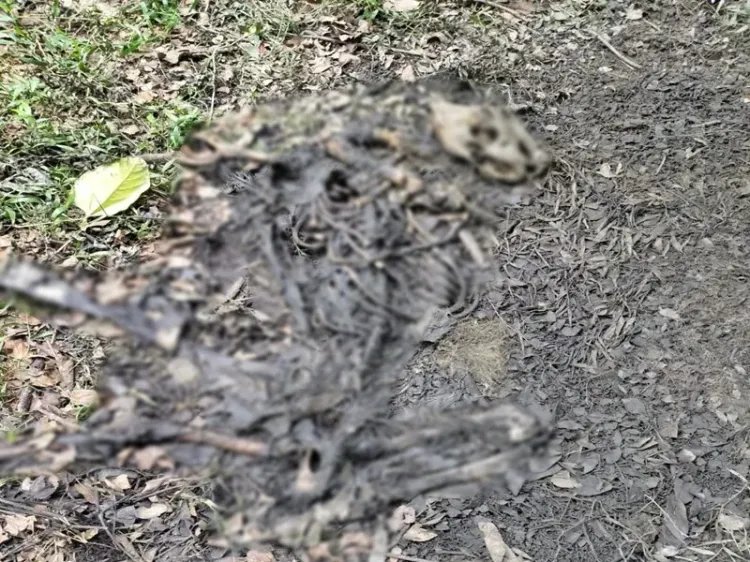 Kaziranga tiger carcass found in Mihimukh; 4th death in 2025