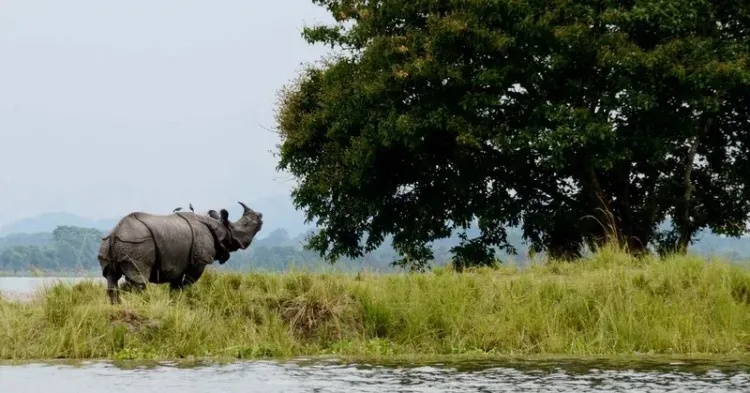 Kaziranga Sees 15% Tourist Footfall Rise in FY26: CM Sarma