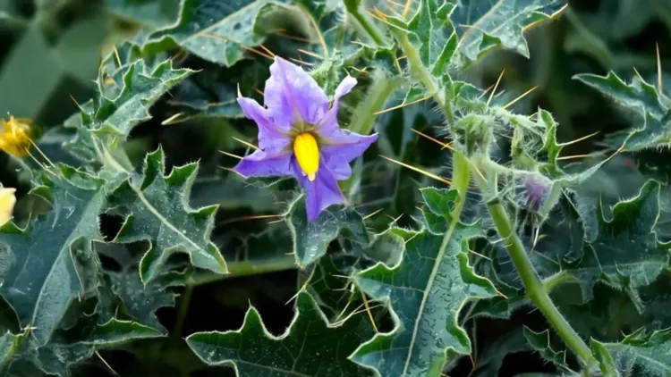 क्या खांसी या दमा की समस्या से परेशानी है? इस आयुर्वेदिक औषधि से पाएँ राहत