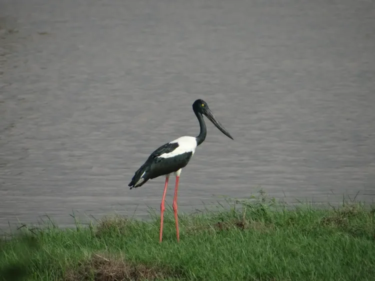 Khijadiya Bird Sanctuary records 100% Black-necked Stork breeding success in Gujarat study
