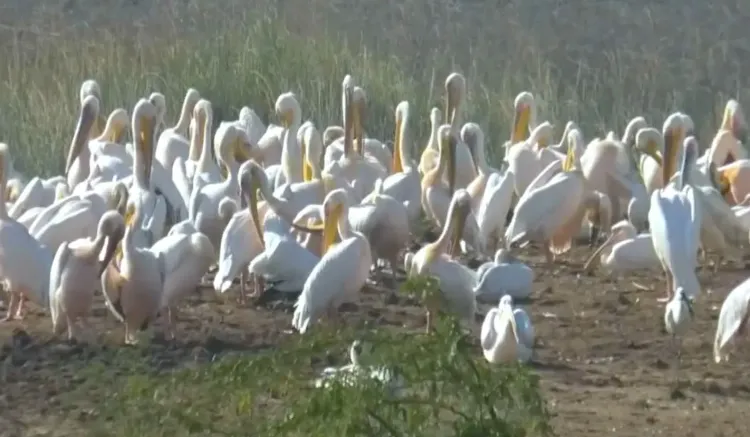 Is Khijadiya Bird Sanctuary a Winter Paradise for Tourists?