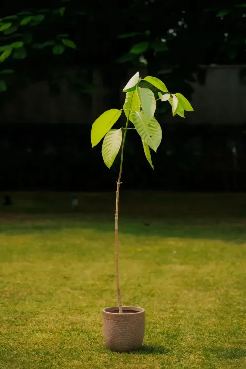 Did King Charles Gift a Kadamb Tree Sapling to PM Modi on His 75th Birthday?