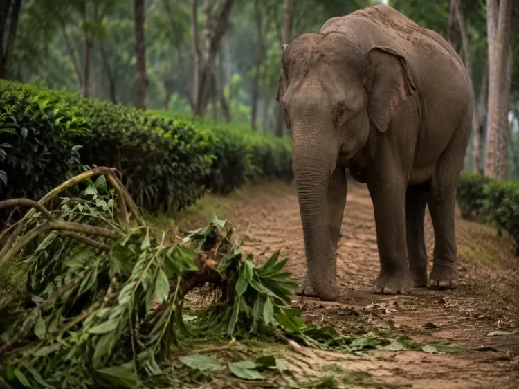 Karnataka: IPS officer's wife killed in elephant attack in Kodagu coffee estate