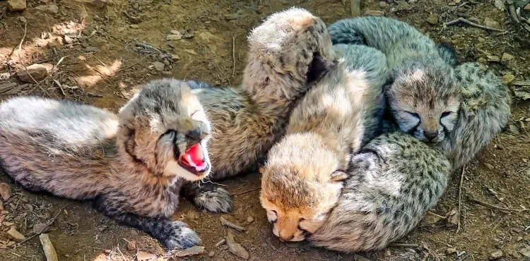 Kuno cheetah cub dies after suspected shooting; CBI probe demanded